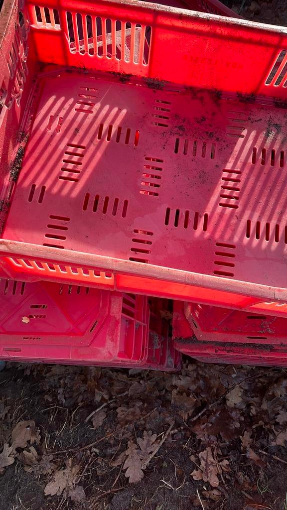 Vleeskratten 10 stuks 50 euro, Ophalen, Doos, 60 cm of meer, Minder dan 35 cm