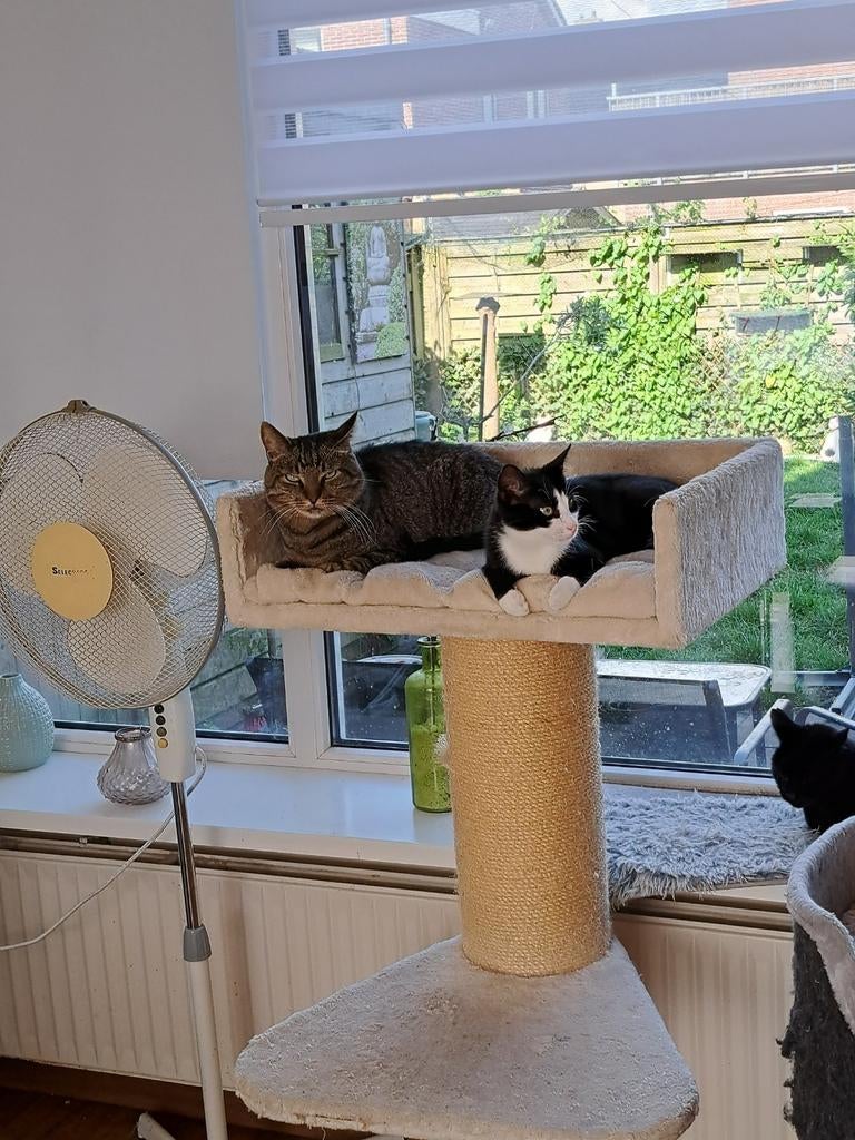 Vakantie opvang voor katten