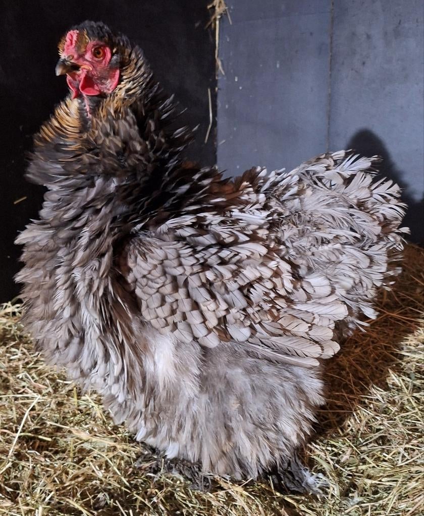 Brahma krul groothoender broedeieren! Super bevruchting!, Geslacht onbekend, Kip