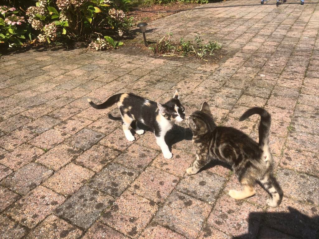 Kittens, Dieren en Toebehoren