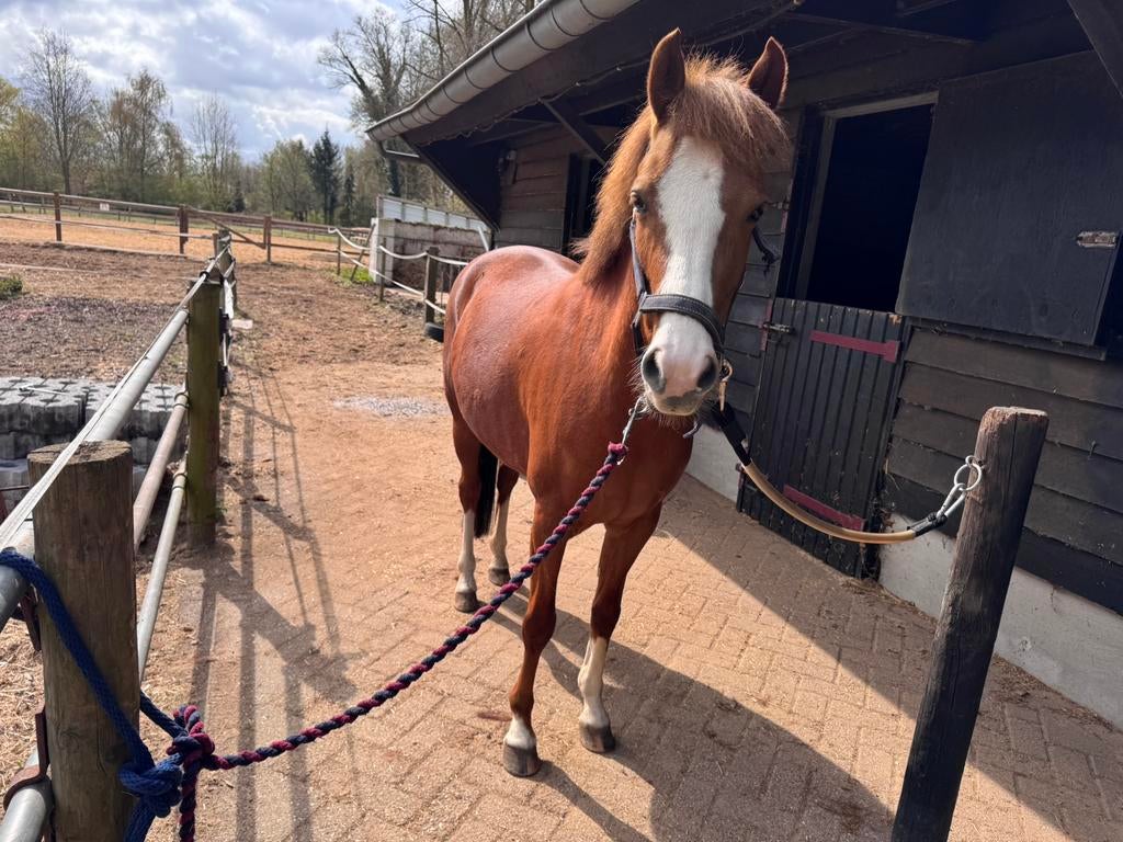 D Pony, Merrie, Minder dan 160 cm, B, 3 tot 6 jaar