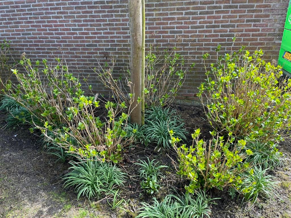 5 Hortensia's met rood/roze bloei, Vaste plant, Halfschaduw, Zomer, Ophalen