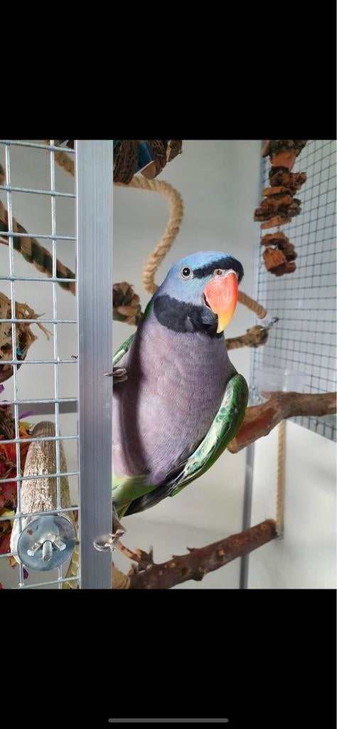 Derbyan Parkiet + Kooi + UV-lamp + Speel ring. | Pratend, Dieren en Toebehoren, Vogels | Parkieten en Papegaaien, Meerdere dieren