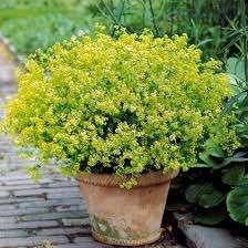 Alchemilla mollis, Volle zon, Vaste plant, Zomer, Ophalen