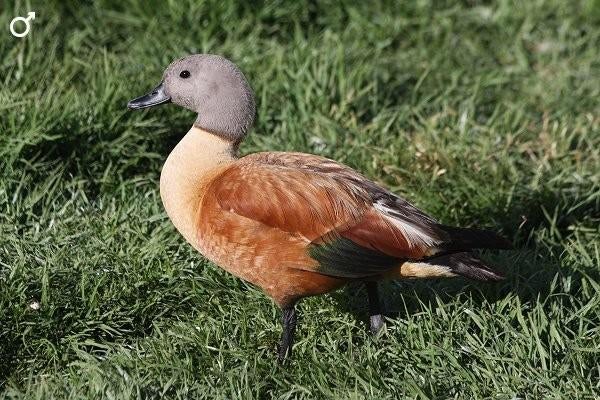 Grijskop casarca en brilduiker gevraagd, Dieren en Toebehoren, Meerdere dieren