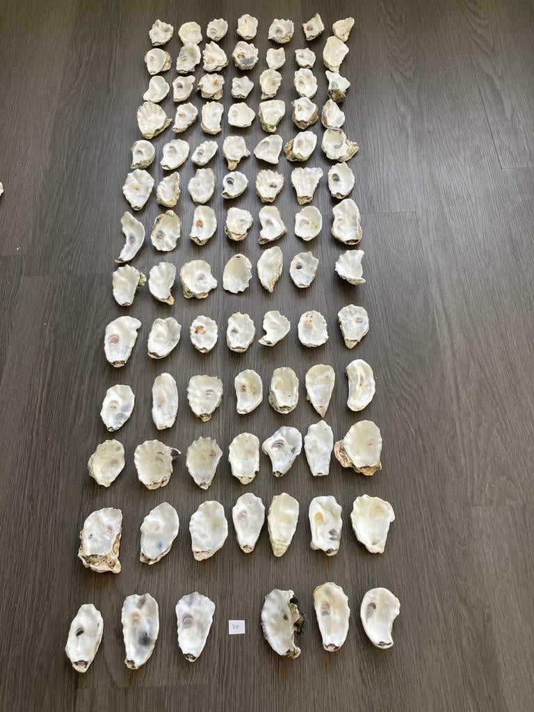 Oesterschelpen, Ophalen of Verzenden, Schelp(en)