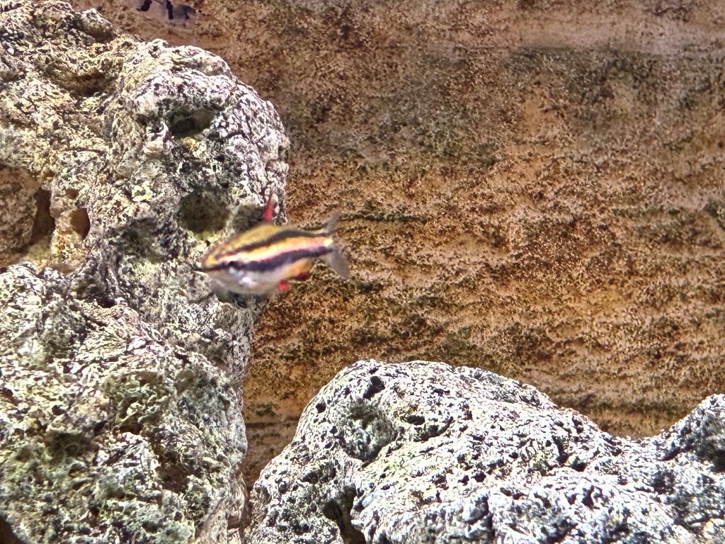 Nano visjes vissenbestand, Dieren en Toebehoren, Vis, Zoetwatervis