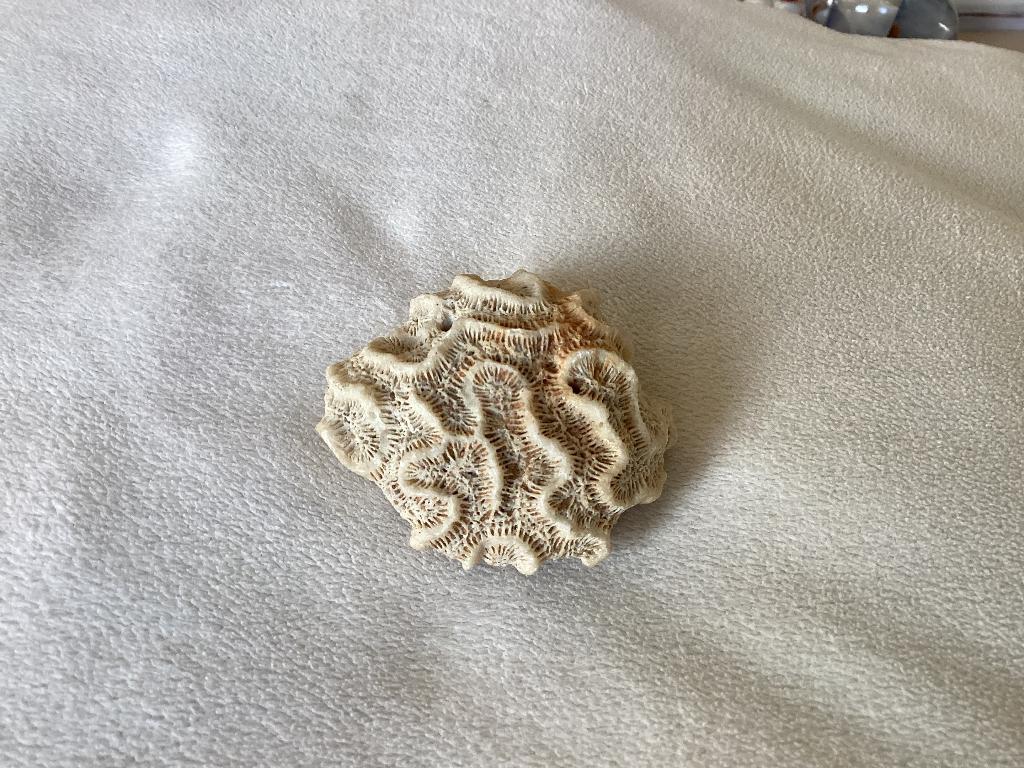 Woestijnroos, Ophalen of Verzenden, Mineraal