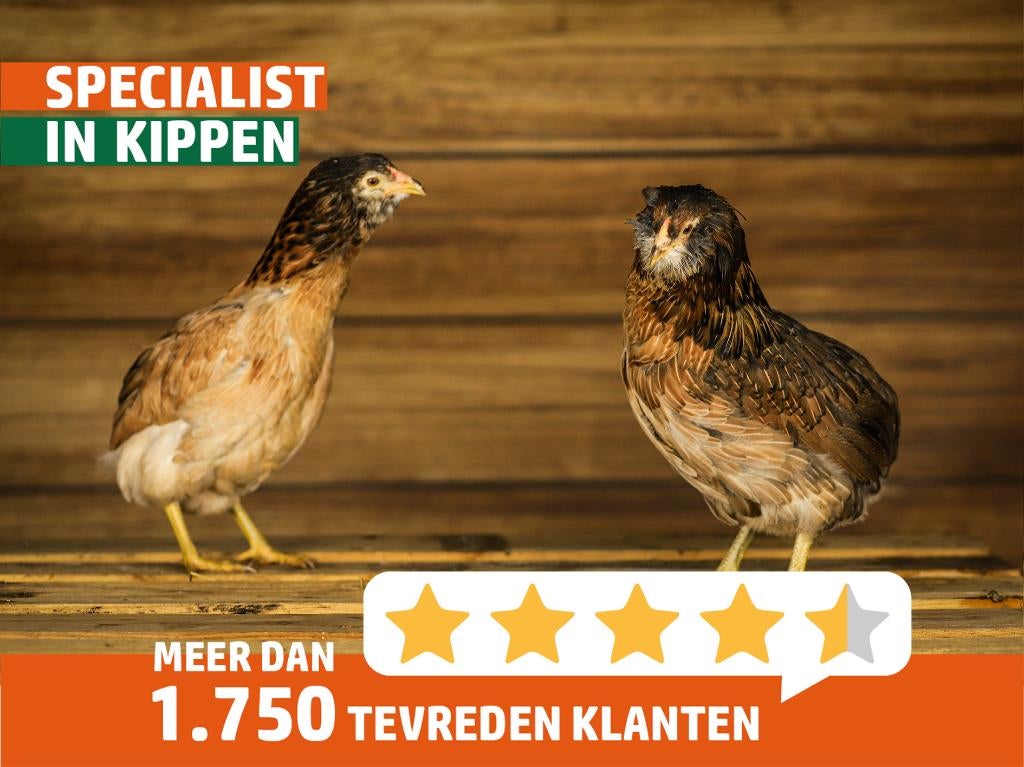 Araucana kippen | Speciale eieren | Opvallend uiterlijk, Vrouwelijk, Kip