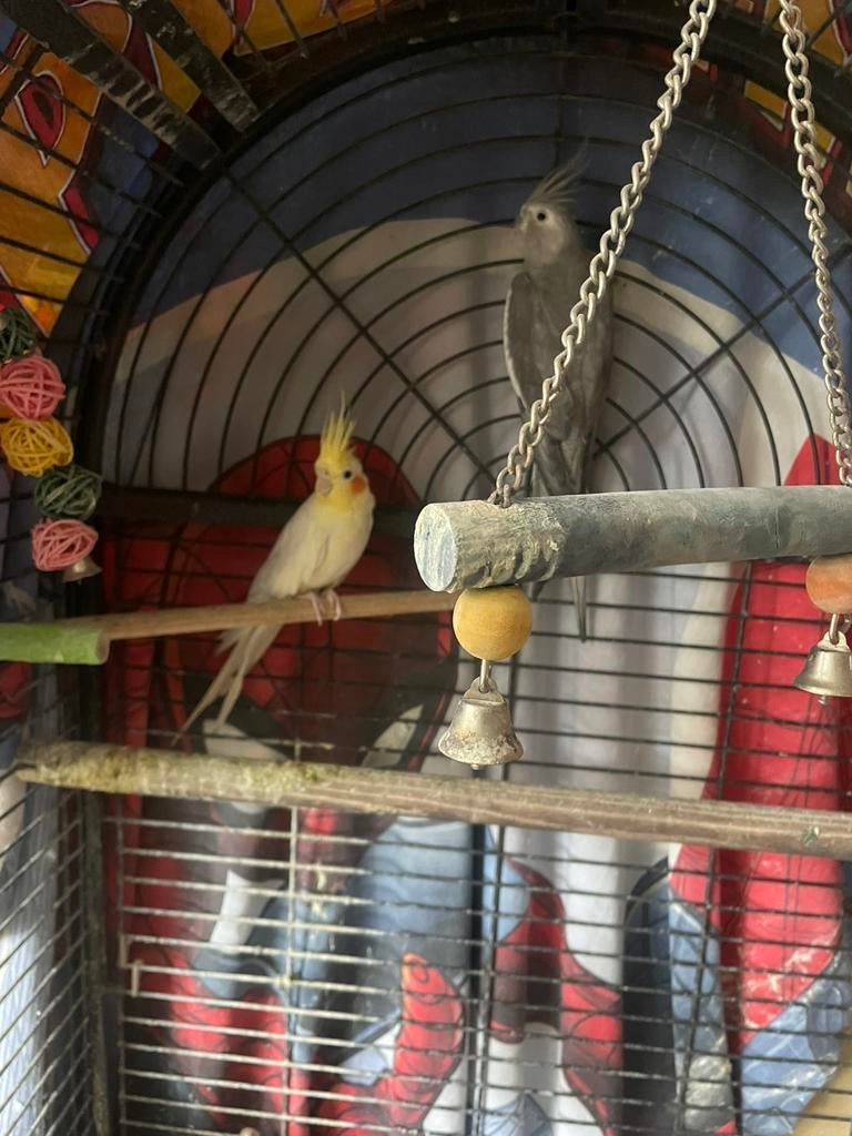 2 valkparkieten + grote kooi, Dieren en Toebehoren, Meerdere dieren, Parkiet