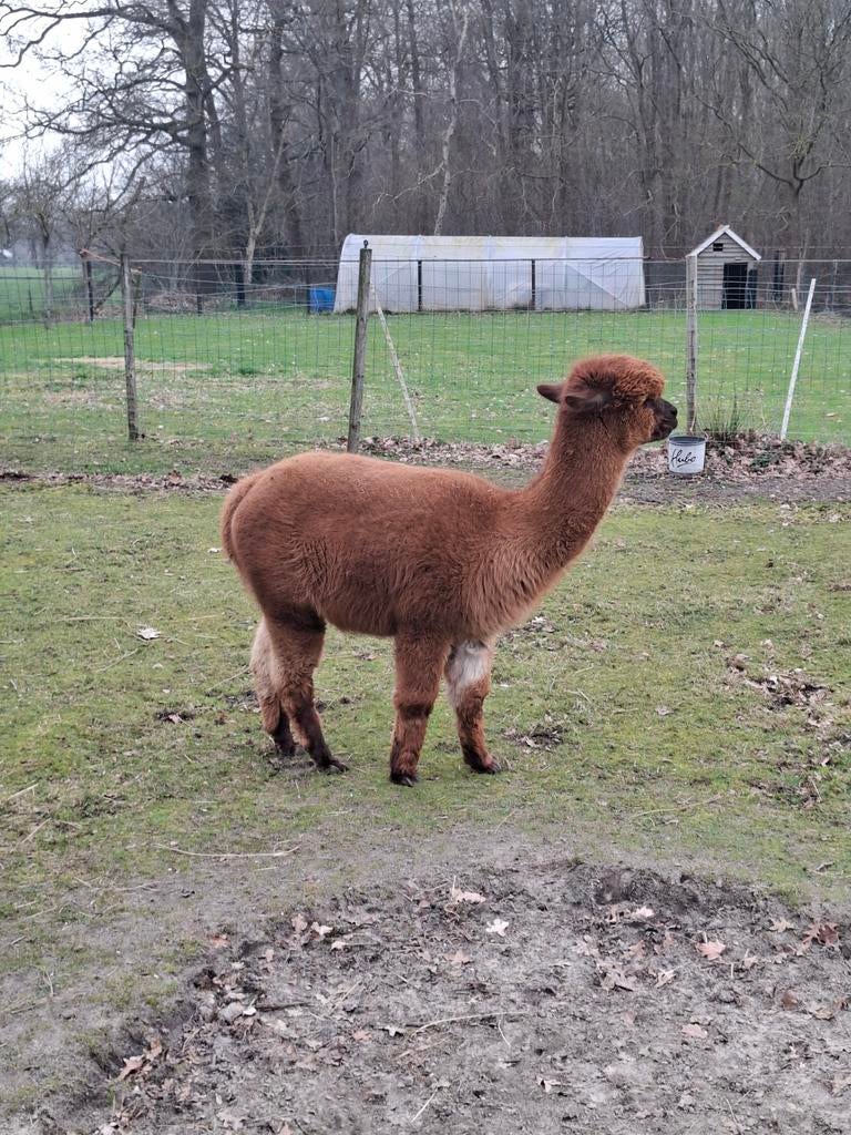 Alpaca dekhengst, Dieren en Toebehoren, Augustus, Mannelijk