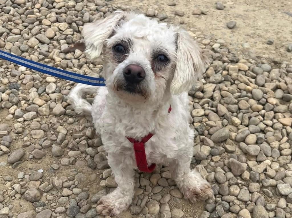 Ronny een lief, klein en vrolijk hondje, Dieren en Toebehoren, Honden | Niet-rashonden, Klein, Reu, Particulier, Eén hond, Buitenland