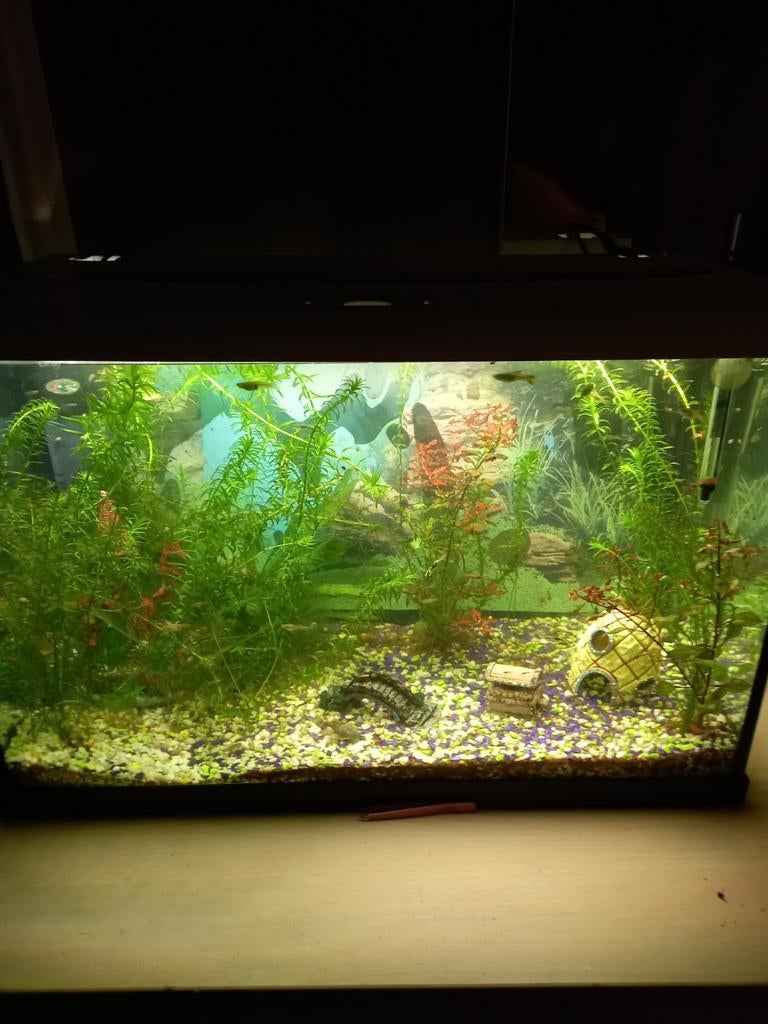 compleet aquarium met 60 guppies en 3 algeneter's zie fotos, Dieren en Toebehoren, Vissen | Aquaria en Toebehoren, Ophalen, Zo goed als nieuw