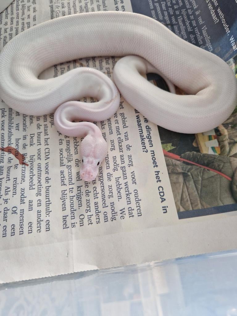 Koningspython  man  1 jaar Ball Python - male for sale from erik van gulden