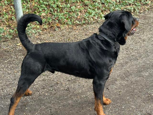 Mooie rottweiler, Reu, CDV (hondenziekte), Eén hond, 3 tot 5 jaar