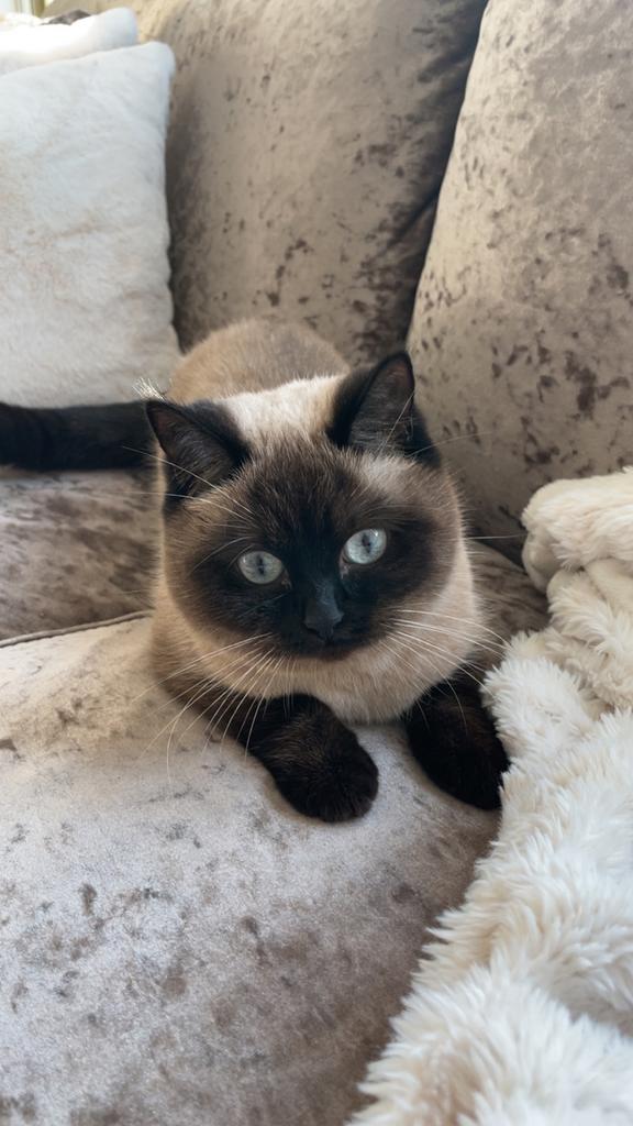 Ragdoll kat met stamboom, Dieren en Toebehoren, Poes, Kortharig, 0 tot 2 jaar