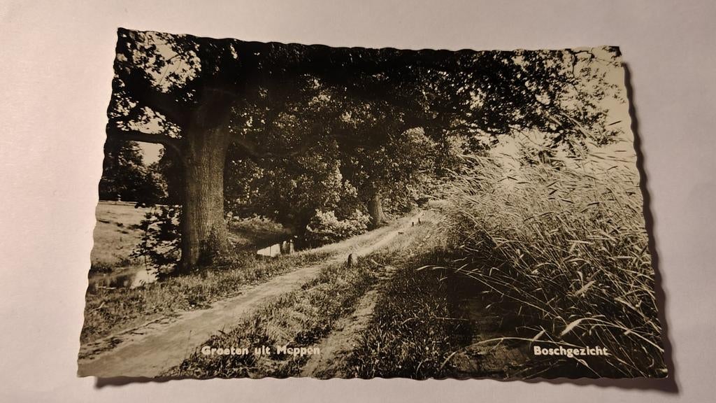 Meppen Groeten uit - Boschgezicht, Ophalen of Verzenden