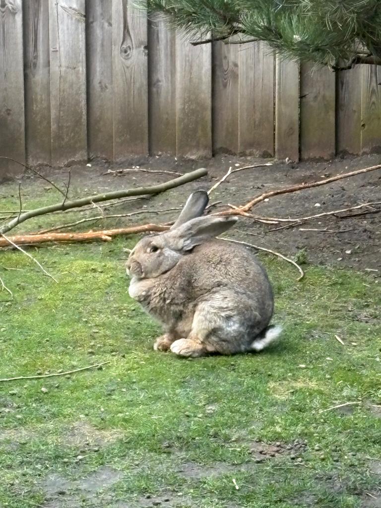 Gezocht GECASTREERDE RAM, Dieren en Toebehoren, Mannelijk, Groot, 3 tot 5 jaar