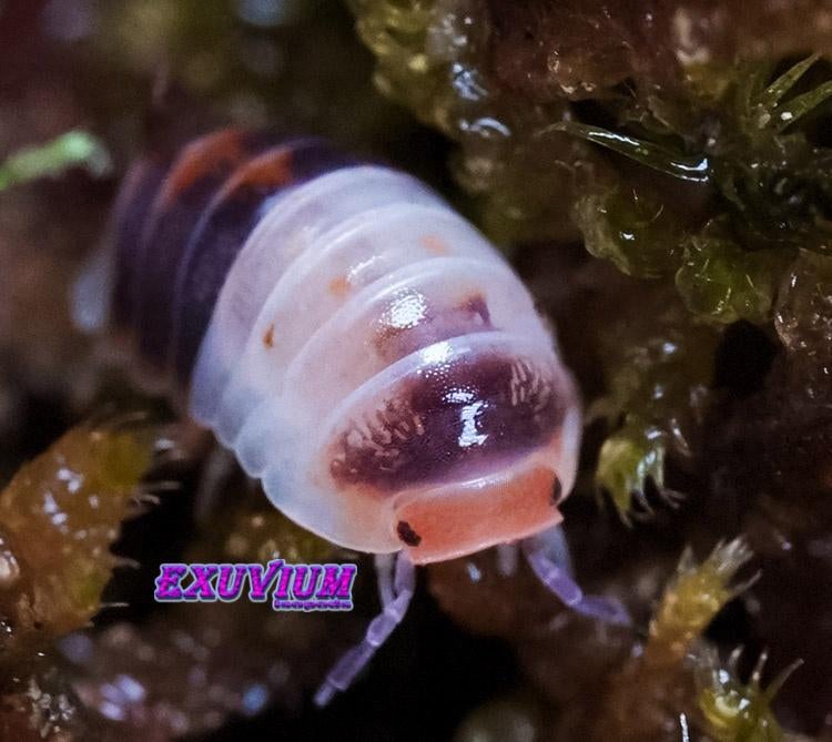 Cubaris sp. White Shark isopods / pissebedden, Dieren en Toebehoren, Insecten en Spinnen, Overige soorten