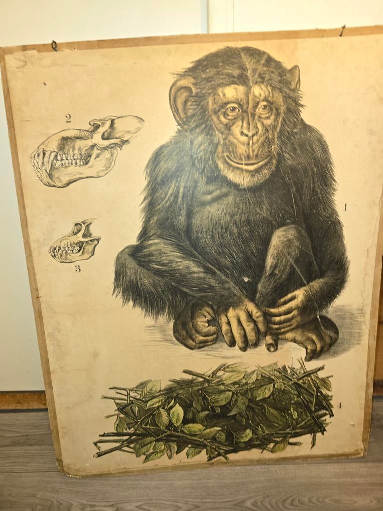 Chimpansees antieke zeldzame schoolplaat, Ophalen of Verzenden