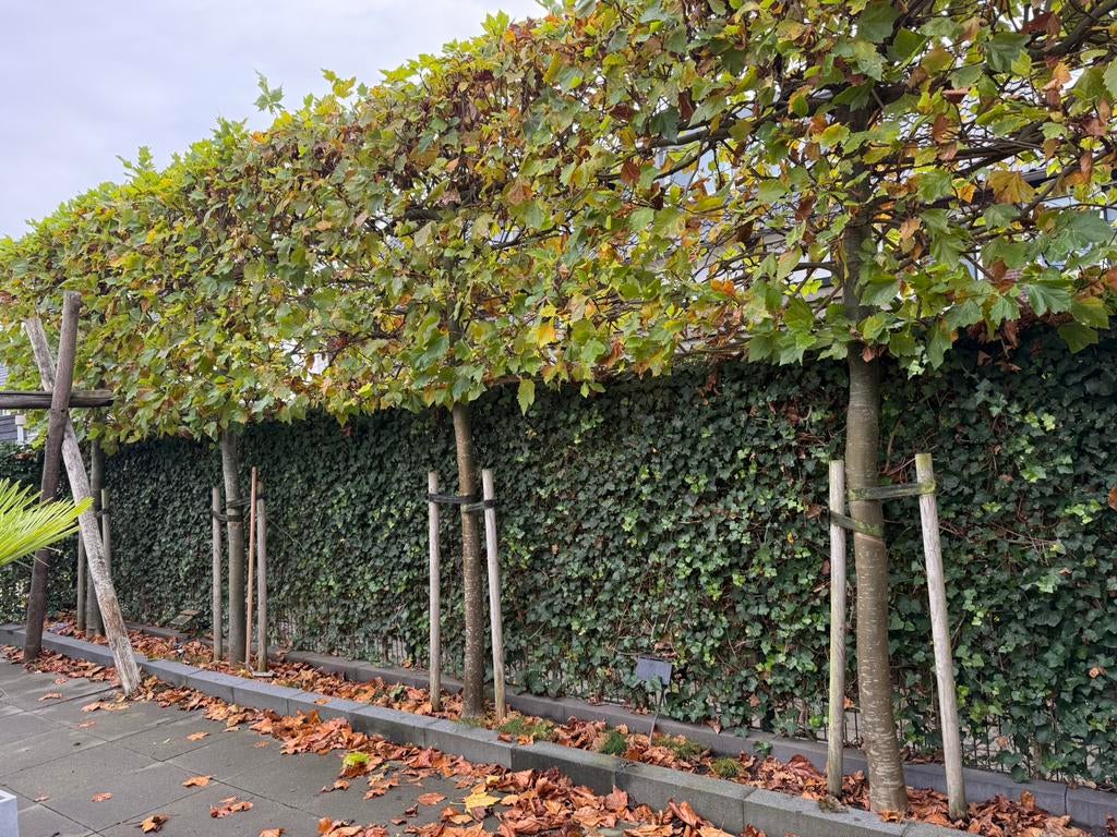 4 Leiplantanen - Zelf Uitgraven, Bloeit niet, Leiboom, 400 cm of meer, Ophalen