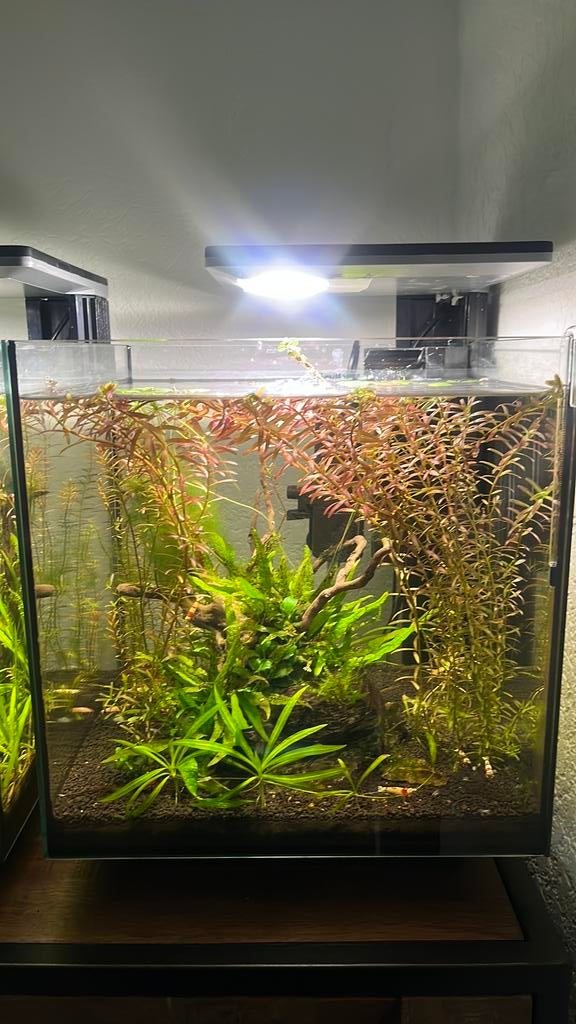 Qubic 30 pro aquarium + crystal red garnalen, Ophalen, Zo goed als nieuw