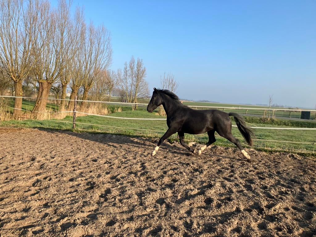 Prachtige 3 jarige Bon Bravour hengst, Met stamboom, Dressuurpaard, Hengst, Onbeleerd