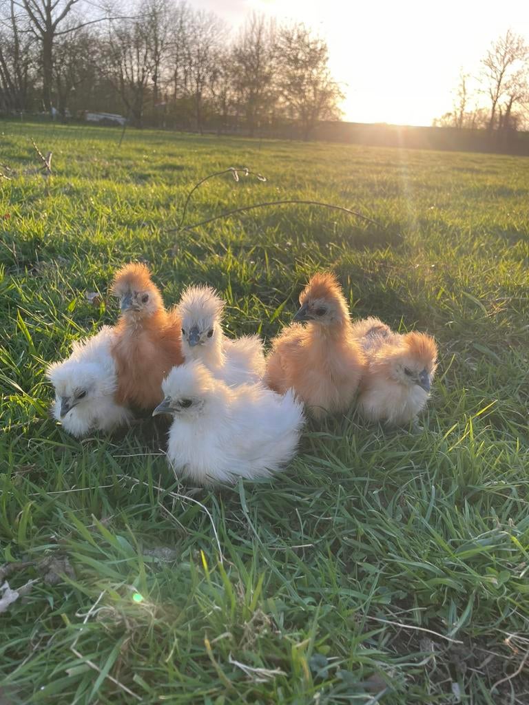 Mooie zijderhoenders, Dieren en Toebehoren, Geslacht onbekend, Kip
