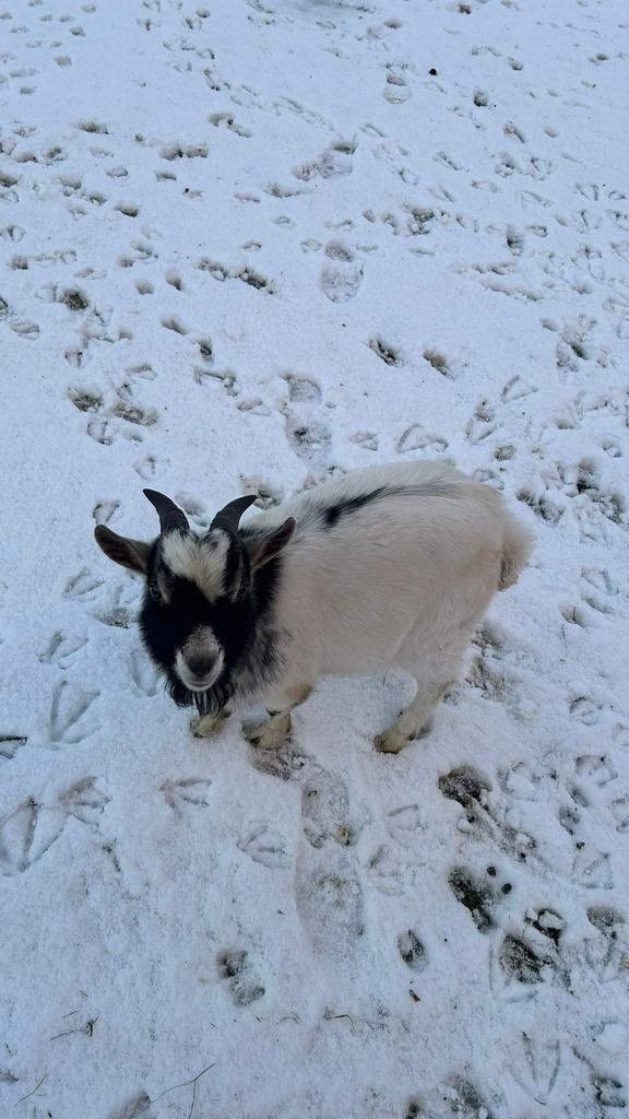 Geiten bokje, Mannelijk, Geit, 0 tot 2 jaar