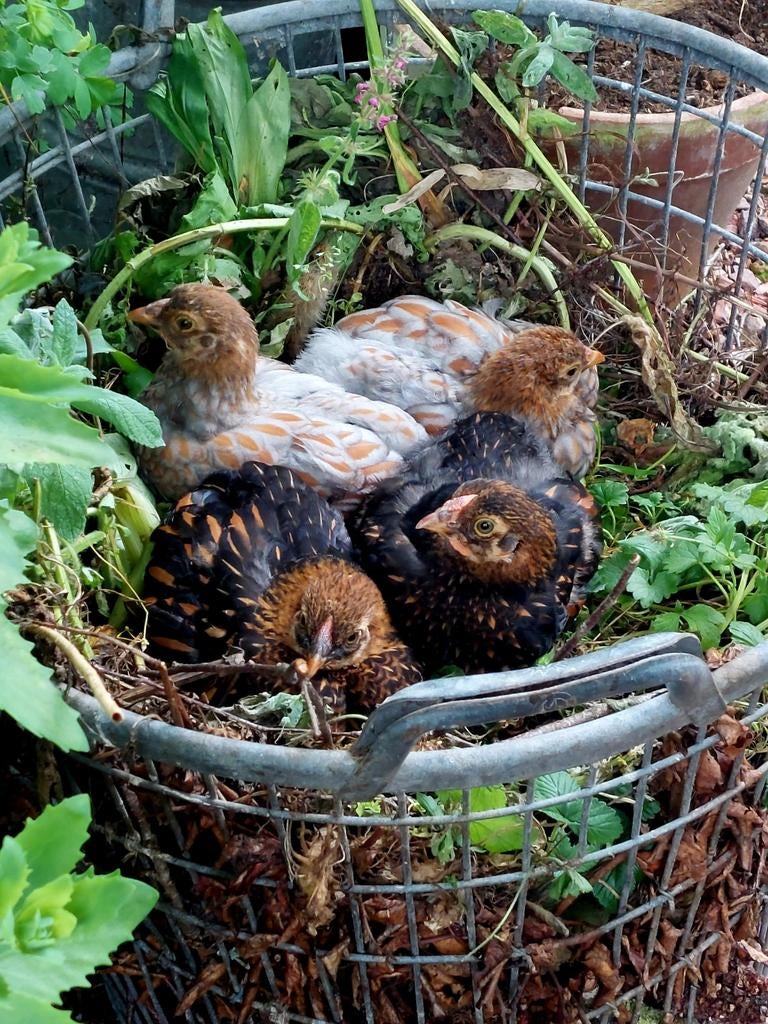 Broedeieren Wyandotte krielen, Dieren en Toebehoren, Pluimvee, Geslacht onbekend, Kip