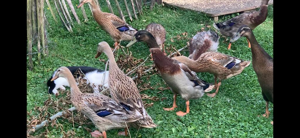 Broedeieren indische loopeend, Dieren en Toebehoren, Pluimvee, Geslacht onbekend, Eend