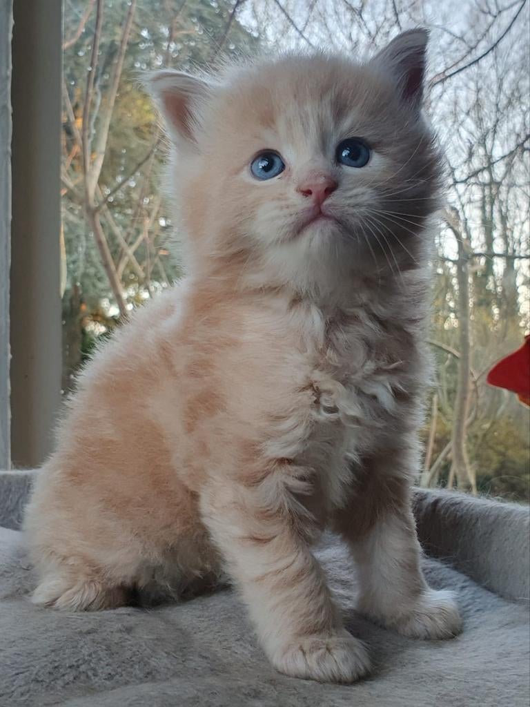 Supermooie Maine Coon kittens, Dieren en Toebehoren, Meerdere dieren, Ontwormd, 0 tot 2 jaar