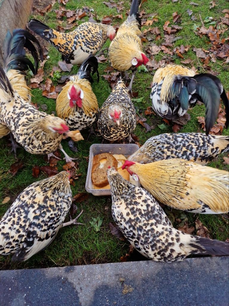 (Java) citroen porselein kippen, Dieren en Toebehoren, Pluimvee, Vrouwelijk, Kip