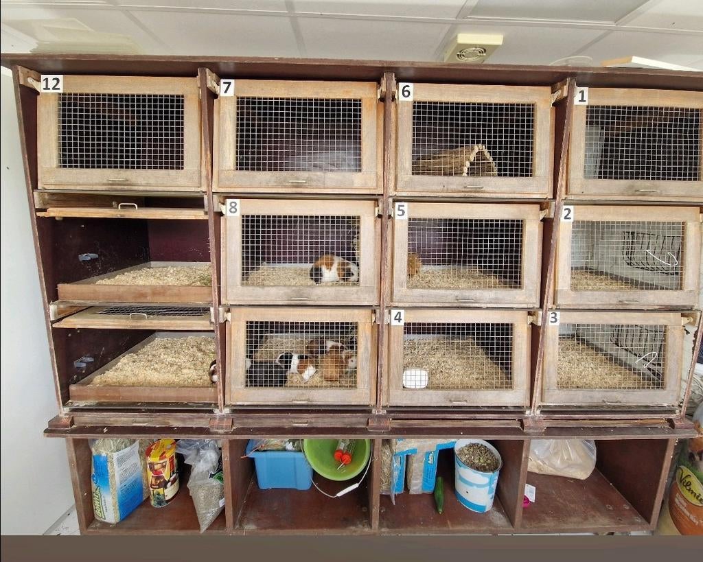 Cavia of konijnen flat., Dieren en Toebehoren, Knaagdieren en Konijnen | Hokken en Kooien, 110 cm of meer, Ophalen of Verzenden