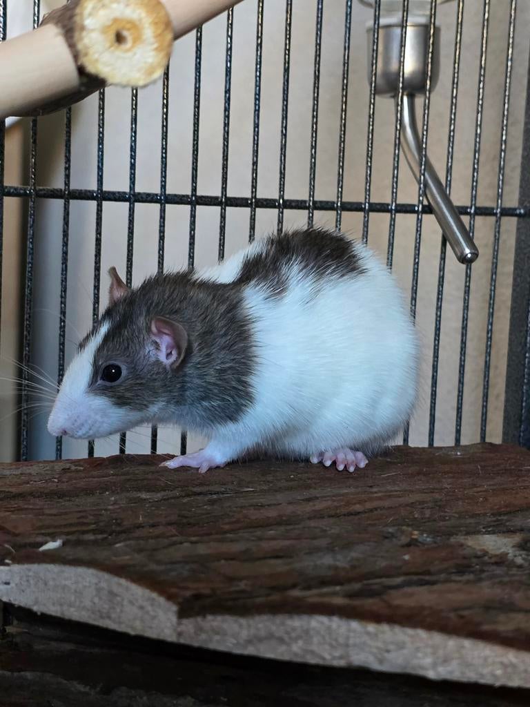 2 vrouwelijke ratjes, Dieren en Toebehoren, Rat, Juni, Vrouwelijk, Tam