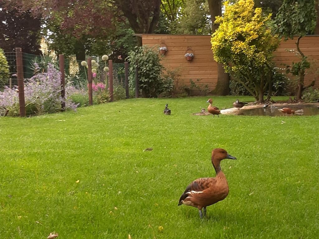 Boomeenden-Roodschoudertaling-Carolina eenden-Manen ganzen., Dieren en Toebehoren, Pluimvee, Eend, Meerdere dieren