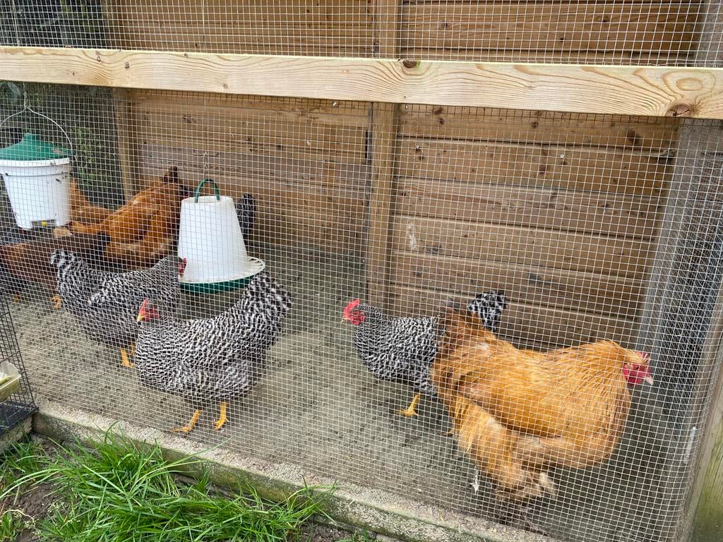 Brahama haan en krielkippen te koop, Dieren en Toebehoren, Meerdere dieren, Kip