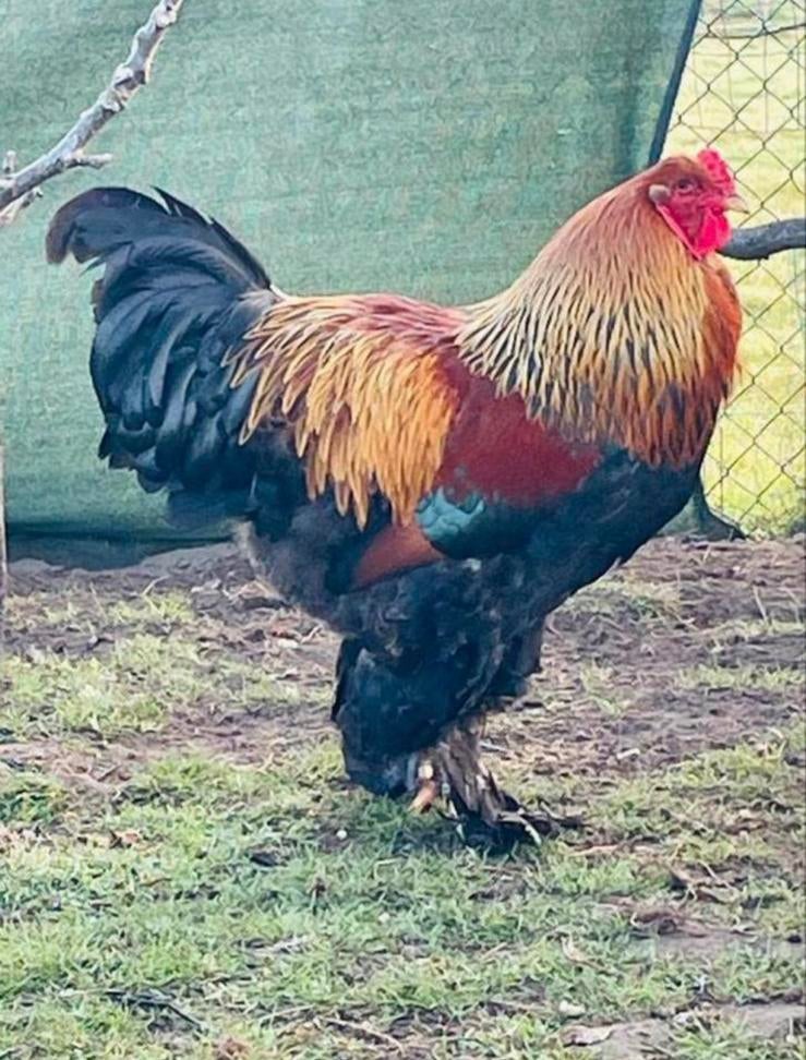 Broedeieren brahma goudpatrijs groot, Dieren en Toebehoren, Pluimvee, Vrouwelijk, Kip