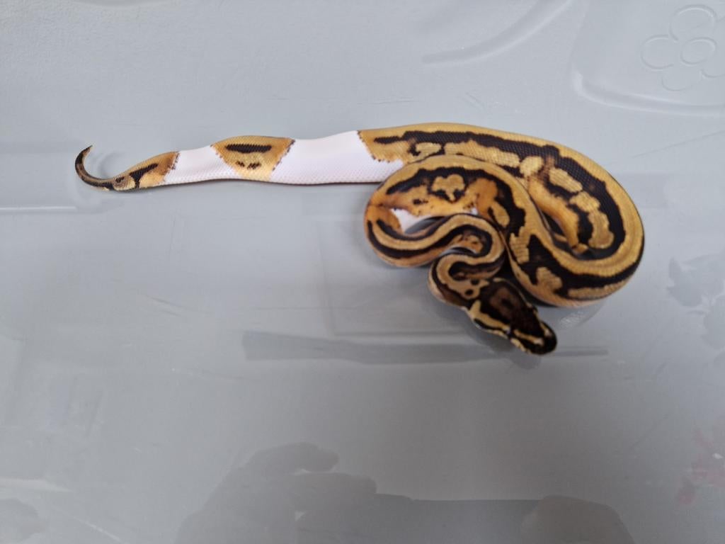 Diverse koningspythons ballpython python regius morphs Ball Python - male for sale from Arjan