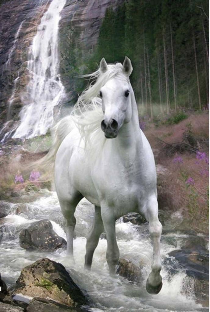 Gezocht weidegang en evt stalling, Dieren en Toebehoren, Stalling en Weidegang