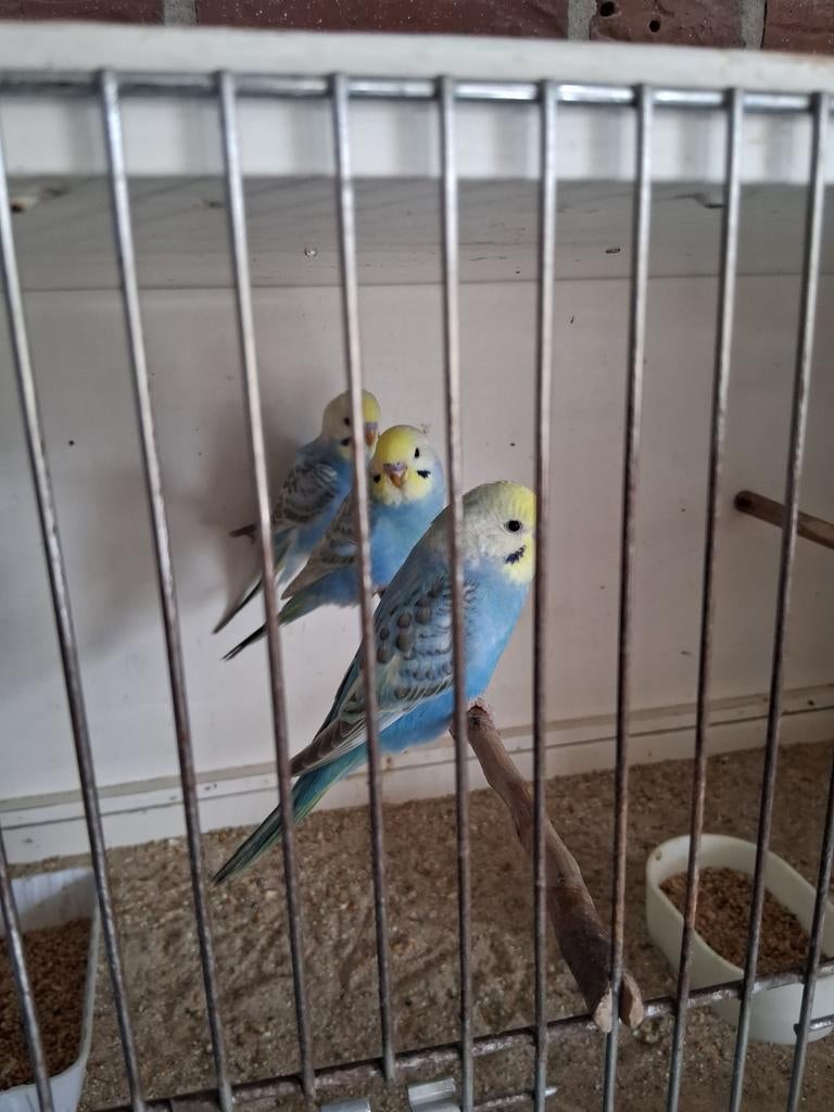 Regenboog grasparkieten, Dieren en Toebehoren, Vogels | Parkieten en Papegaaien, Meerdere dieren, Parkiet, Tam