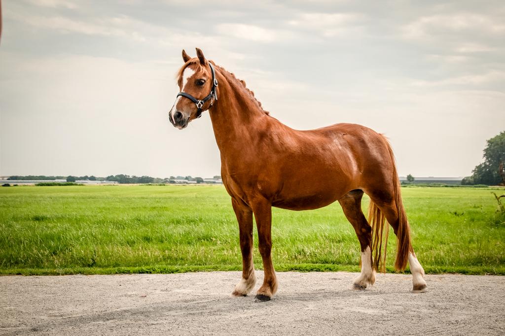 Welsh a pony, Merrie, Met stamboom, Dressuurpony, A pony (tot 1.17m)