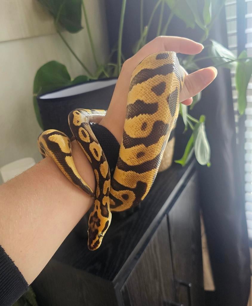 0.1 Python Regius Pastel Enchi Leopard Ball Python - female for sale from Jenny
