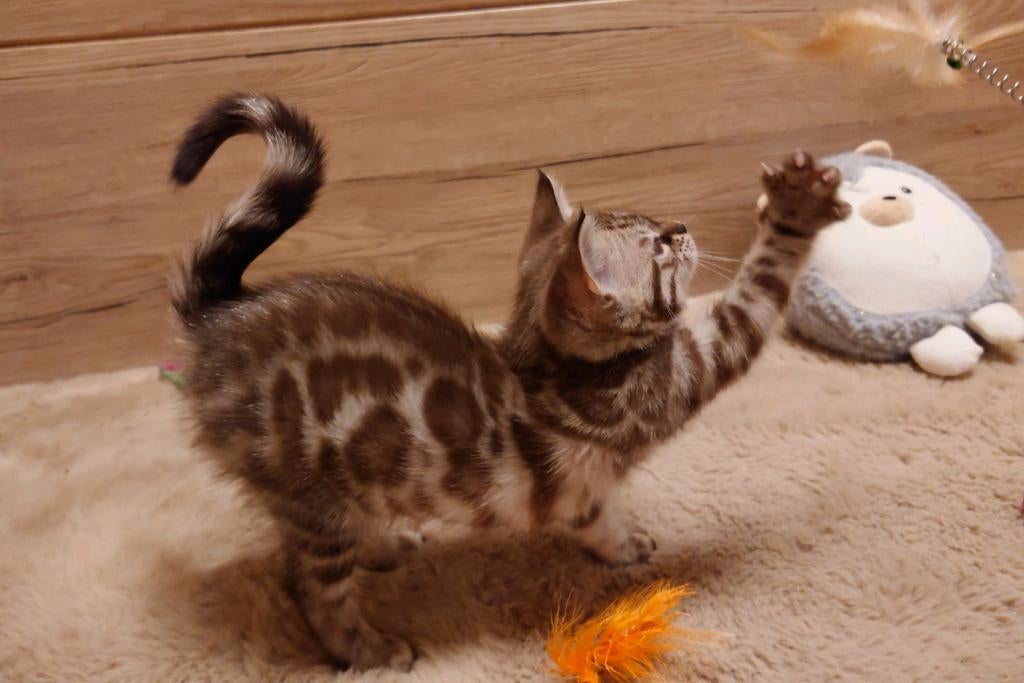 Bengaal Kitten , Stamboom, Luxury color, Poes, Met stamboom, 0 tot 2 jaar