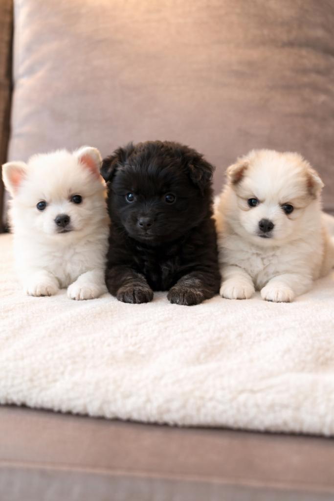 Pomsky pups pomsky x pomeriaantje, 8 tot 15 weken, Poolhond, Parvo, Meerdere