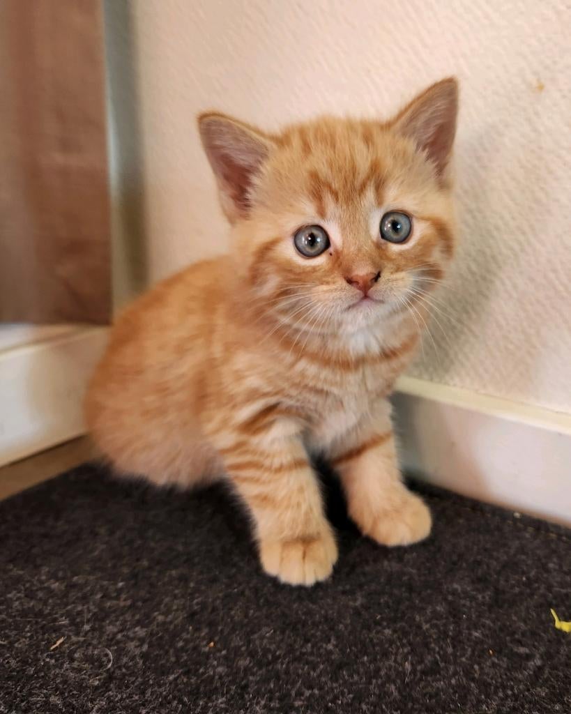 Prachtige, lieve, rood-witte kittens, Dieren en Toebehoren, Katten en Kittens | Overige Katten, Meerdere dieren, Kortharig, 0 tot 2 jaar