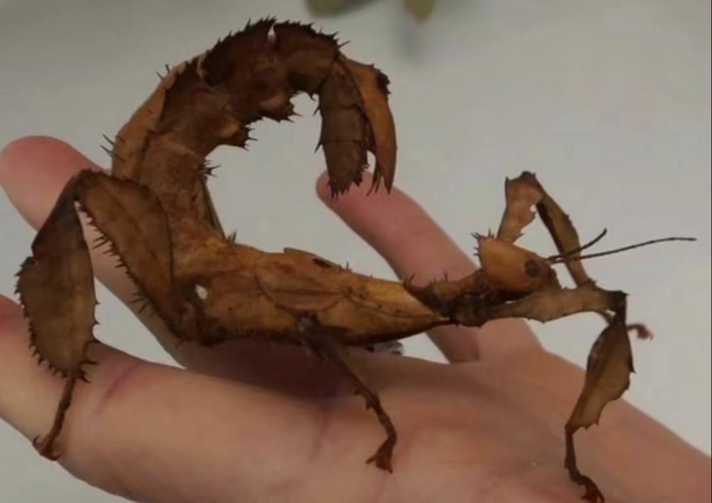 Eitjes van de Australische flappentak, Dieren en Toebehoren, Wandelende tak