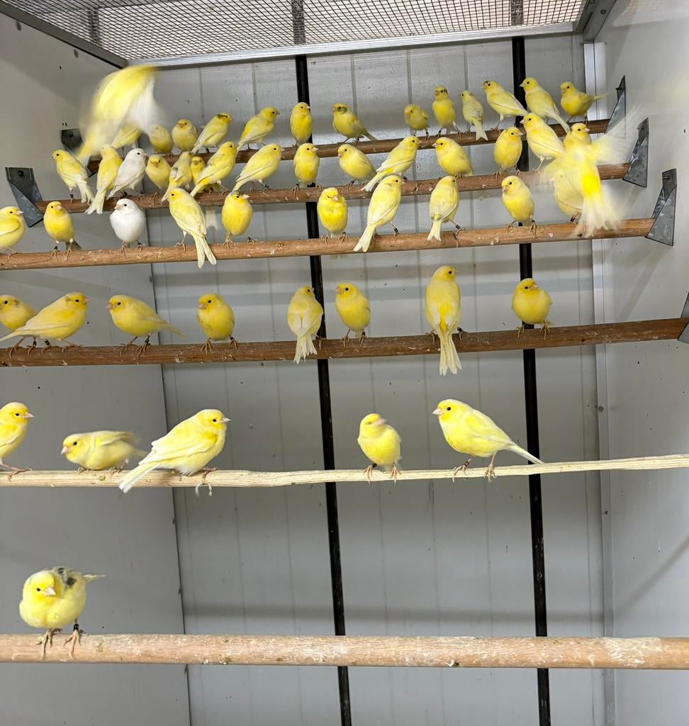 Te koop waterslager kanaries, Meerdere dieren, Postuurkanarie