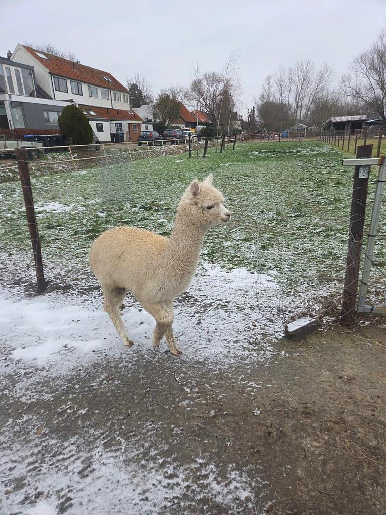 Te koop 6 alpacas, Dieren en Toebehoren, September, Vrouwelijk
