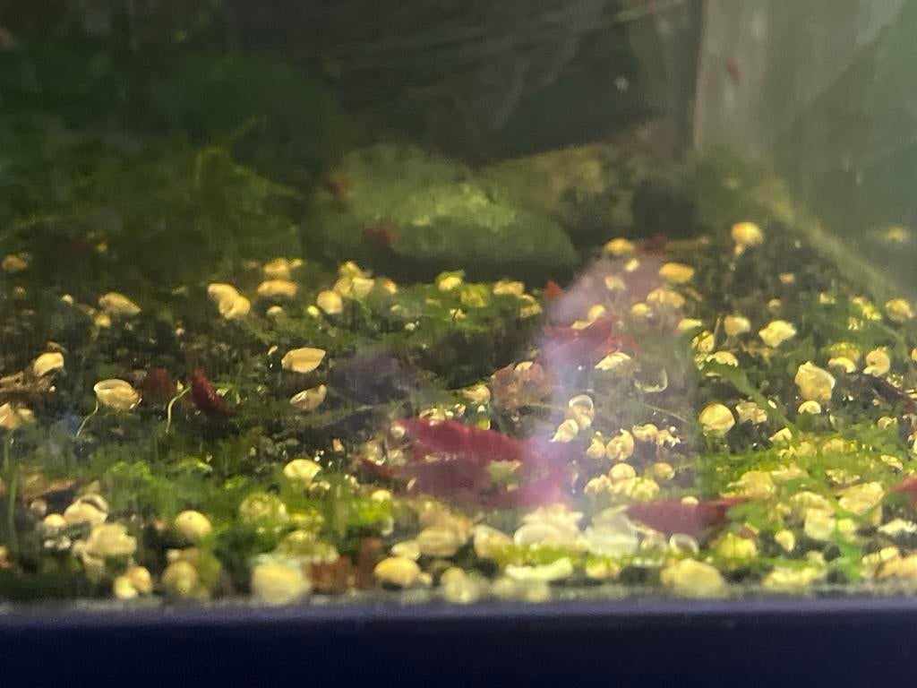 Garnalen, Kreeft, Krab of Garnaal